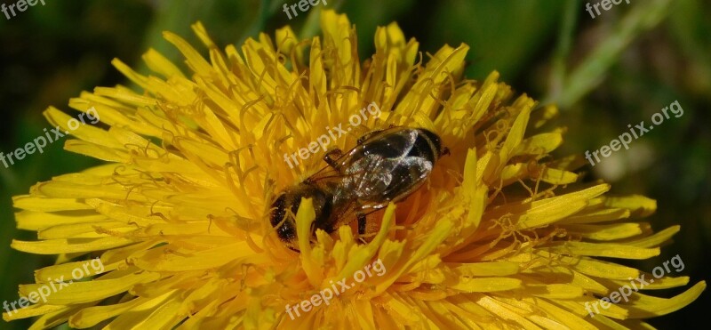 Bee Dandelion Flower Blossom Bloom