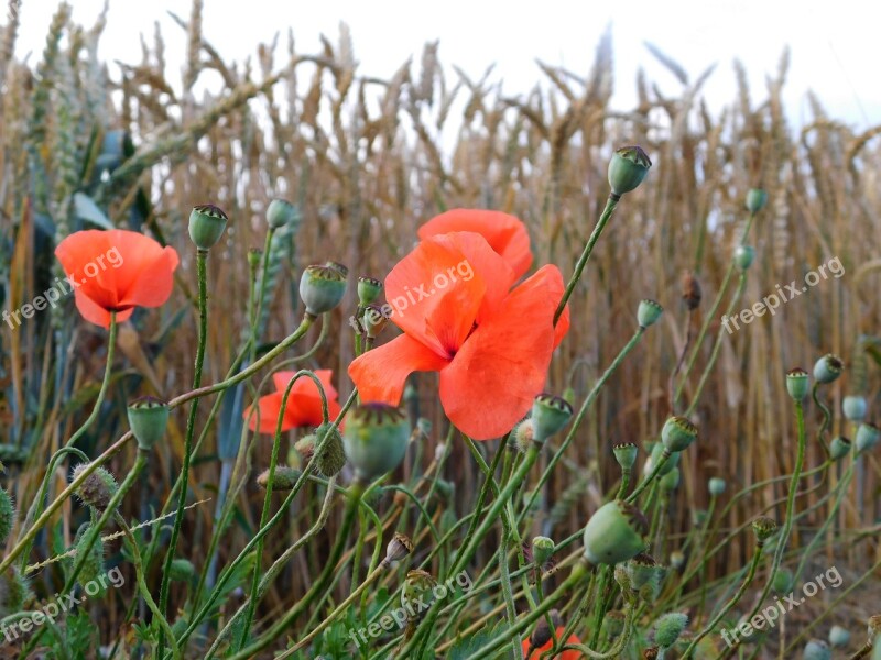 Poppy Poppy Buds Mohngewaechs Red Field