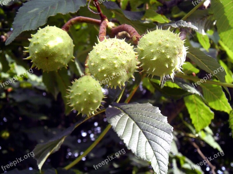 Brown Tree Horse Chestnut Nature Botany