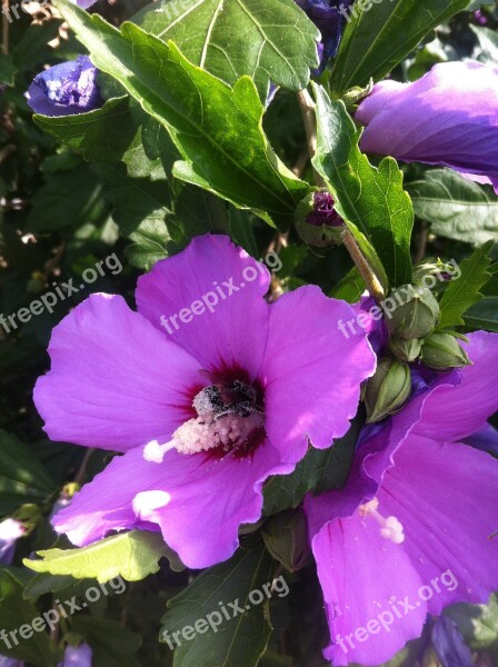 Hibiscus Flower Mallow Blossom Bloom