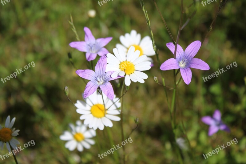 Wildflowers Daisies Flower Meadow Nature