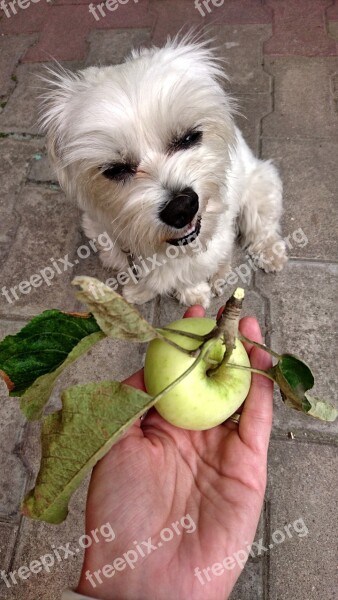 Dog Diet Vegetarian Food Pet Apple