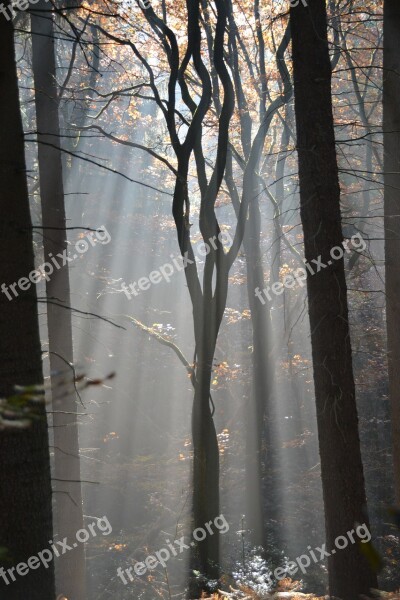 Forest Fog Trees Colourless Nature