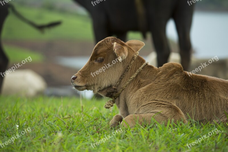 Baby Farm Calf Feeding Cow