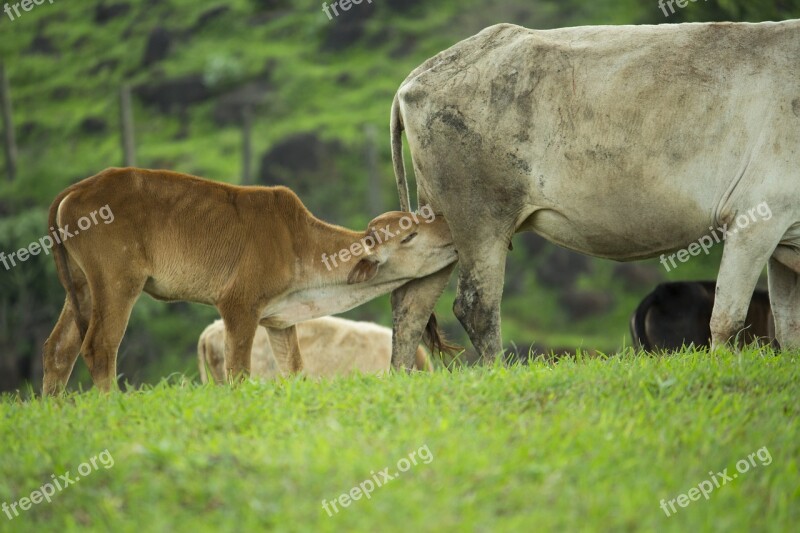 Calf Feeding Cow Mother Pasture