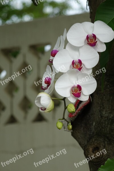 Orchid Flower White Flower White Petals Pink Center