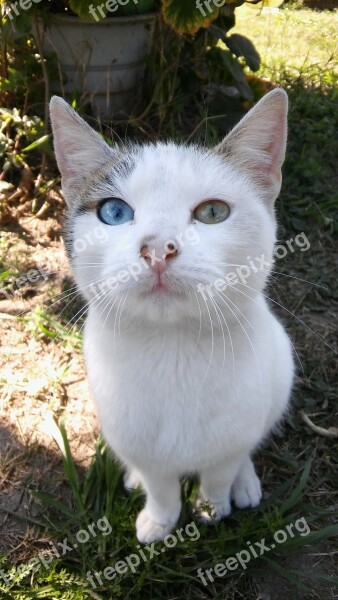 Cat Animals Cats Different Eye Color Pet