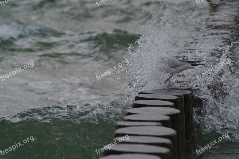 Beach Baltic Sea Sea Web Water