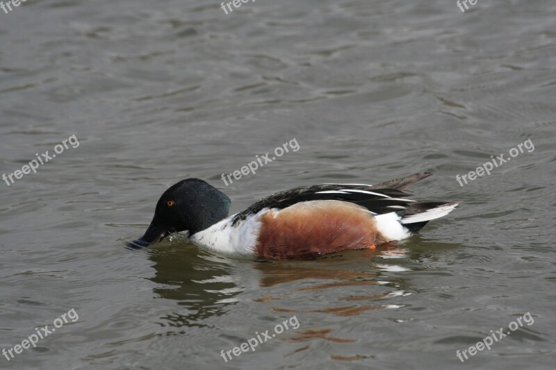 Duck Spoon Daimiel Free Photos