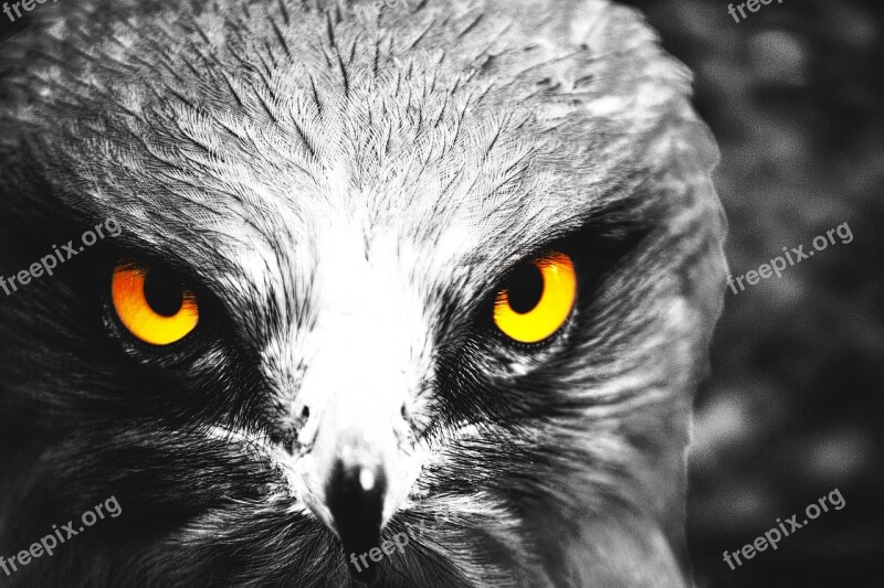 Eagle Eyes Yellow Bird Yellow Eyes