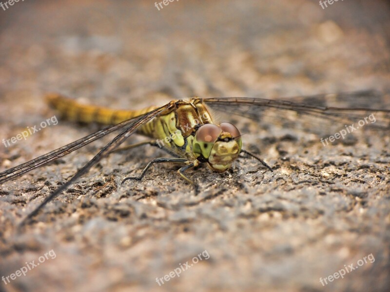 Dragonfly Wings Insect Nature Bug