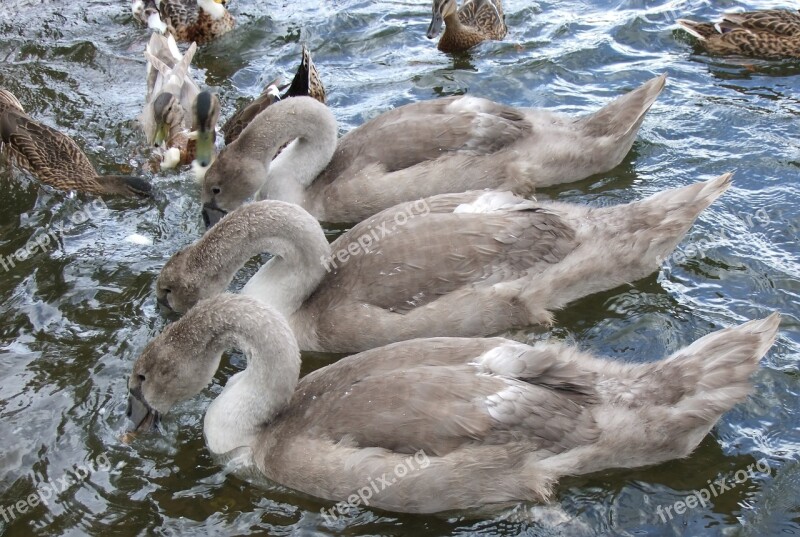 Swan Signet Lake Three Trio