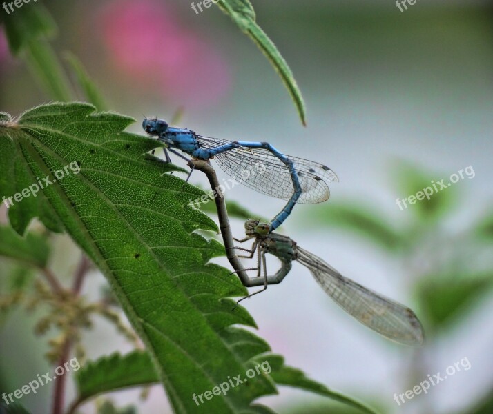 Dragonfly Prey Predator Insect Nature