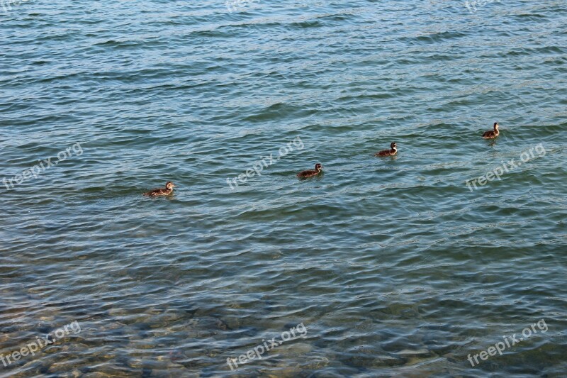 Ducks Line Bird Nature Free Photos