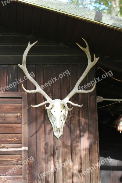 Antler Deer Antler Log Cabin Woodhouse Free Photos