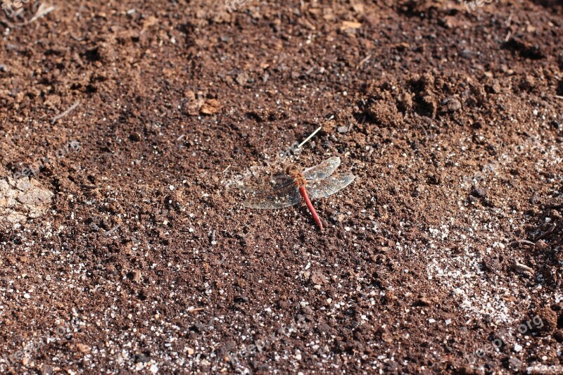 Earth Dragonfly Brown Peat Free Photos