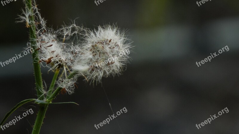 Flora Natura Beauty Nature Branch