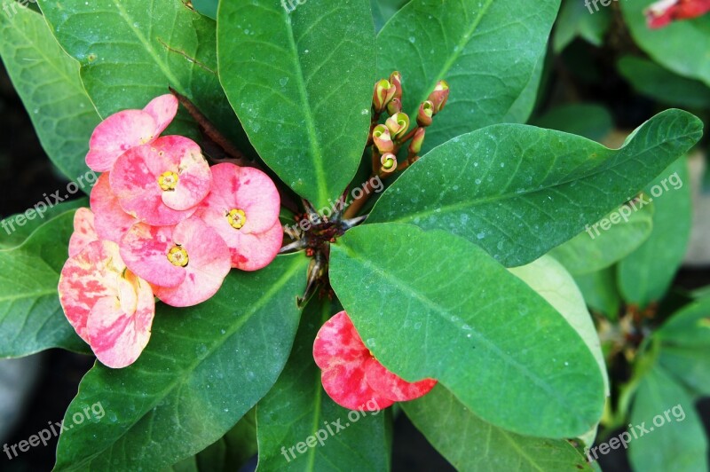 Euphorbia Millii Plant Blossom Bloom Green