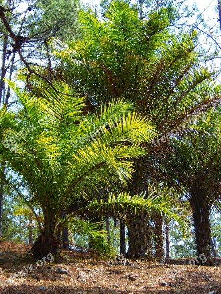 Palm Trees Forest Honduras Valley Deangeles Free Photos