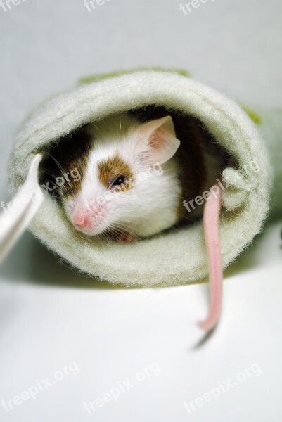 Animal Mouse Home Hiding Place Rodent Free Photos