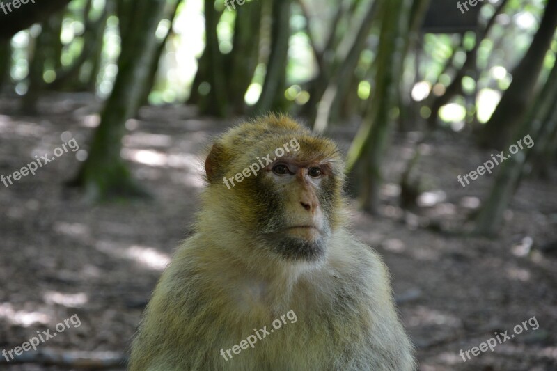 Monkey Barbary Ape äffchen Mammals Free Photos