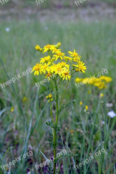 Old Man James Herb Yellow Flowers The Beasts Of The Field Plant