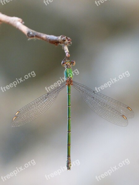 Dragonfly Green Dragonfly Winged Insect Iridescent Beauty