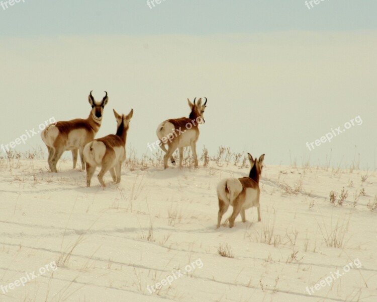 Pronghorn Wildlife Nature Outdoors Snow