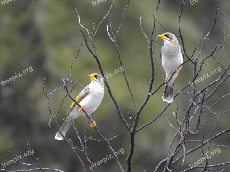 Yellow Throated Miners Birds Perched Tree Bush