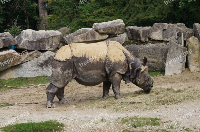 Rhino Zoo Animal Rhinoceros Free Photos