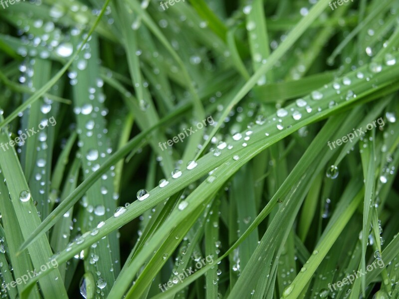 Dew Grass Nature Green Dewdrop