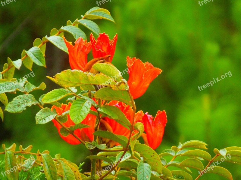 Hibiscus Flowers Honduras Nature Shrub