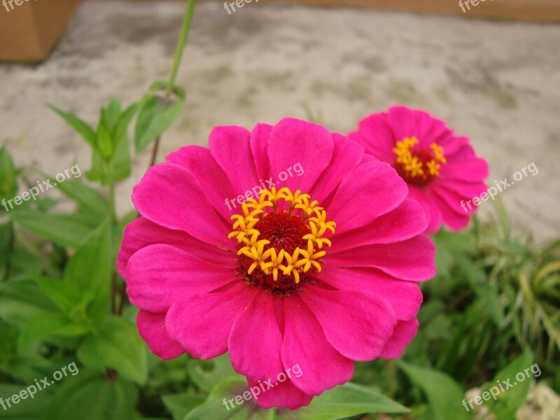 Zinnia Flower Flowers Flowery Small Flower