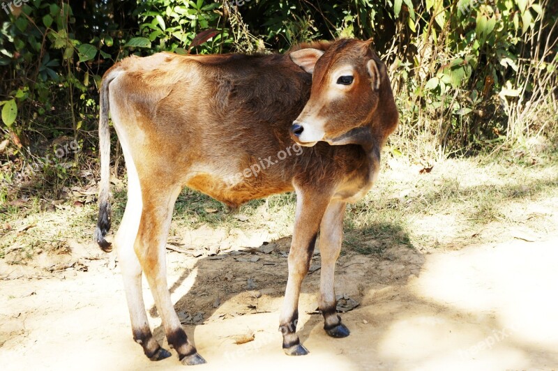 Calf Cattle Young Animal Nature Free Photos