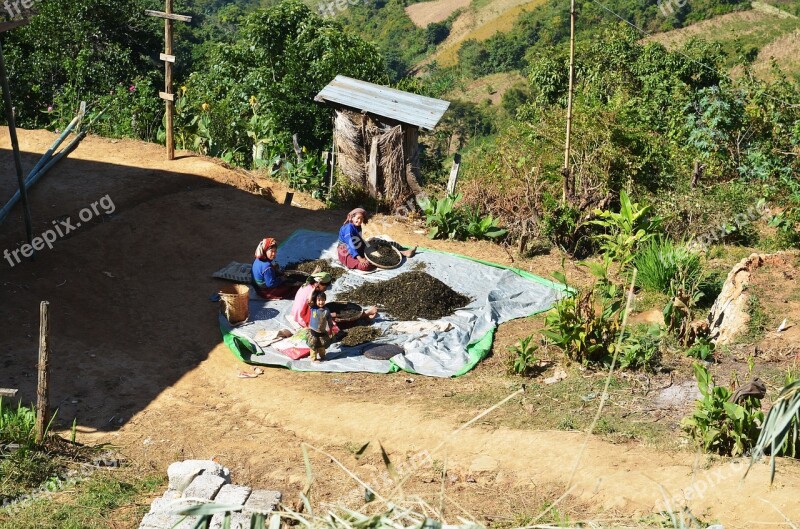 Tea Plantation Worker Inside Tee Dry Work