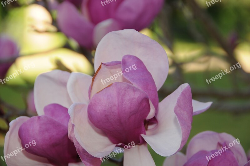 Magnolia Tree Flower Flowering Tree Spring Garden