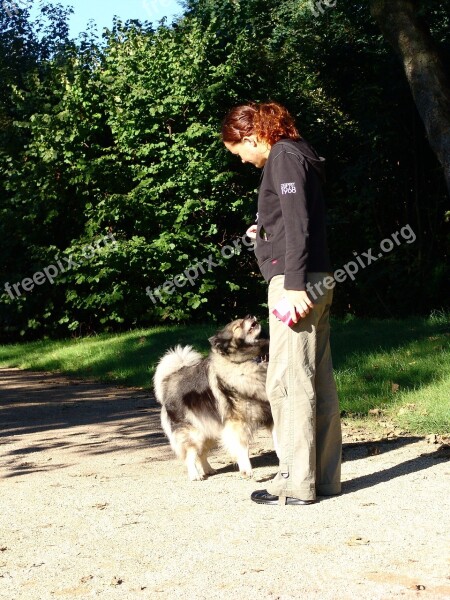 Dog Educate Education Keeshond Dog Breed