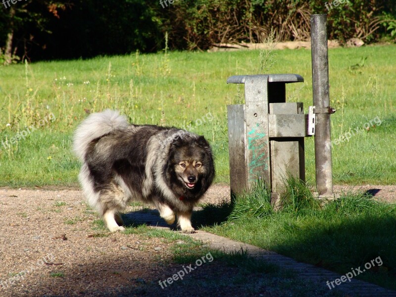 Keeshond Dog Breed Dog Race Pointed