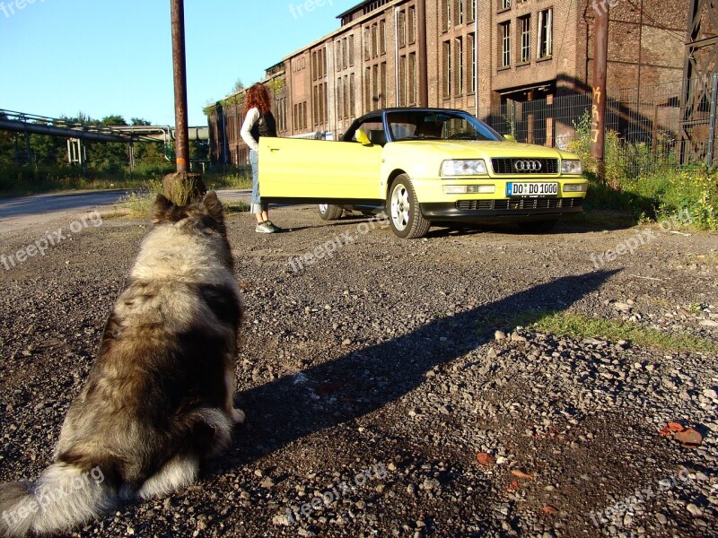 Dog Phönix West Steel Mill Keeshond Dog Breed