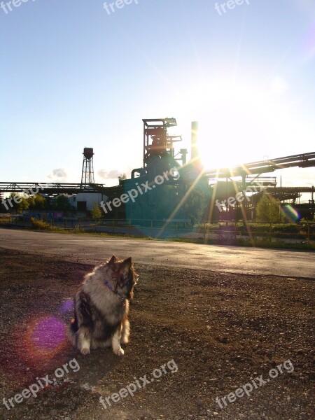 Dog Phönix West Steel Mill Keeshond Dog Breed