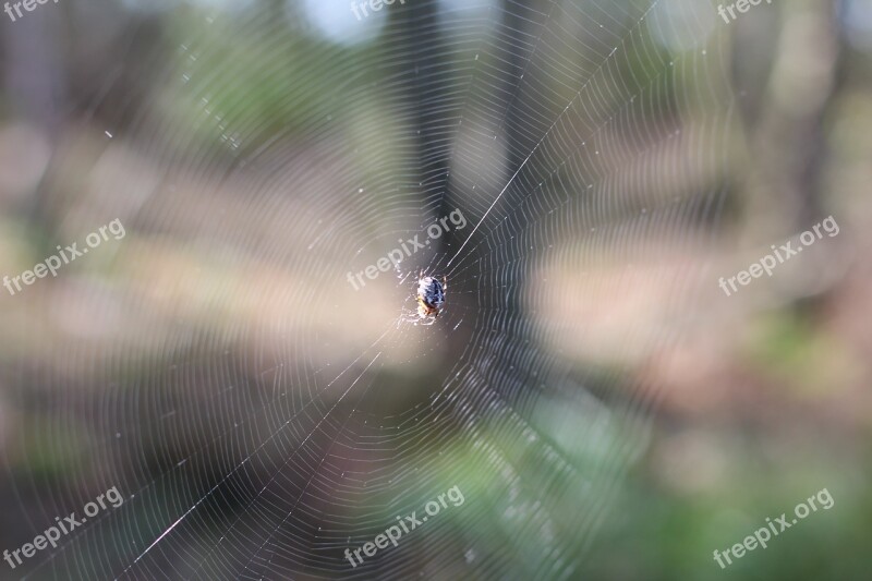 Cobweb Spider Web Close Up Forest