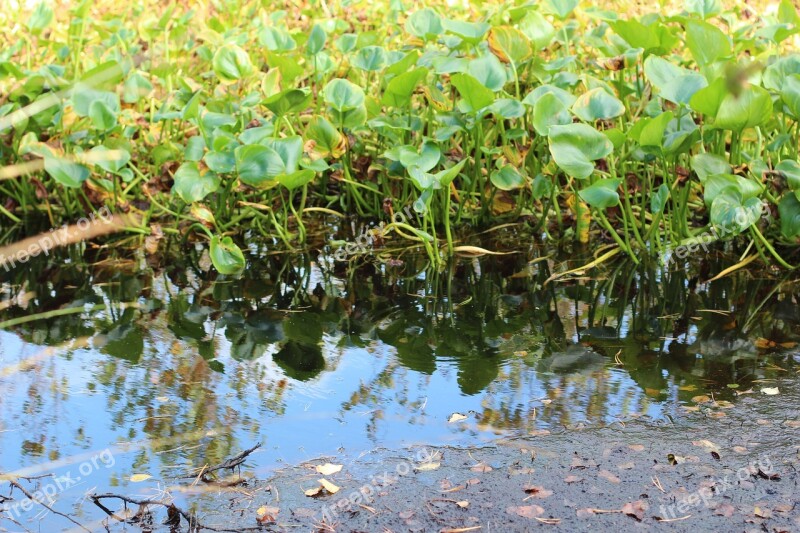 Marsh Swamp Moor Nature Wetland