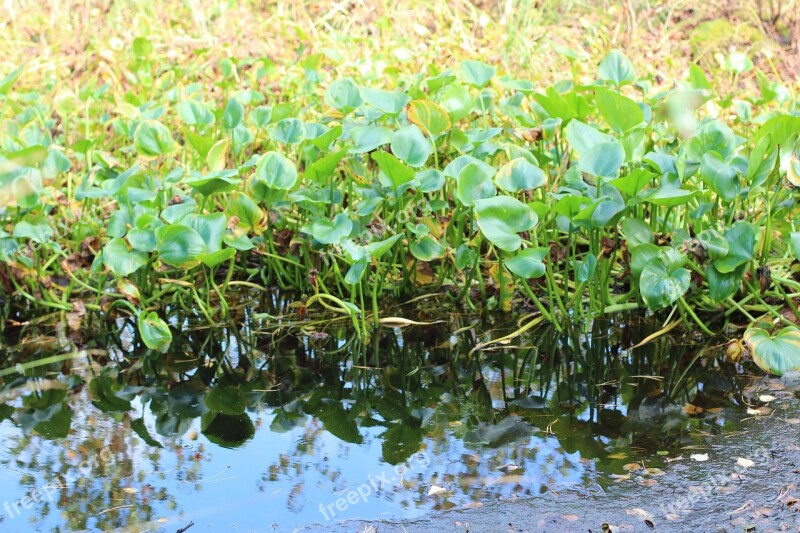 Marsh Swamp Moor Nature Wetland