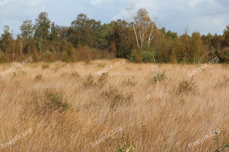 Glade Playful Velvet Meadow Free Photos