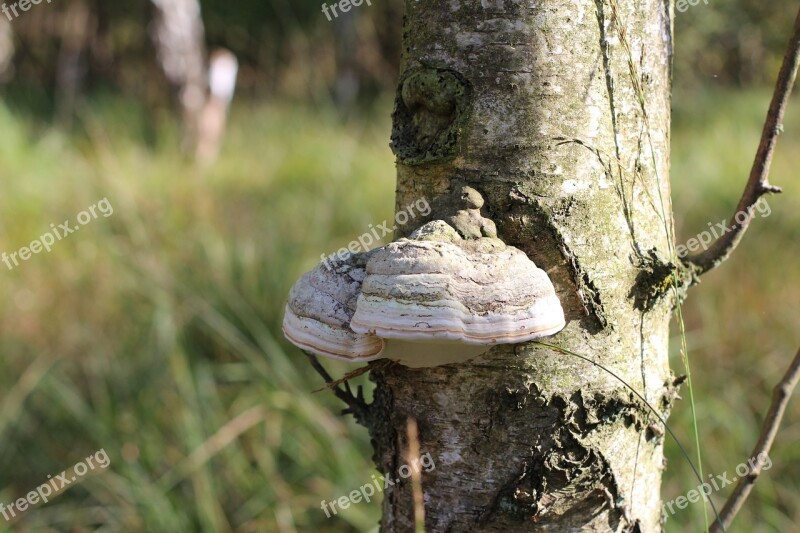 Tree Fungus Mushroom Tree Mushrooms On Tree Baumschwamm