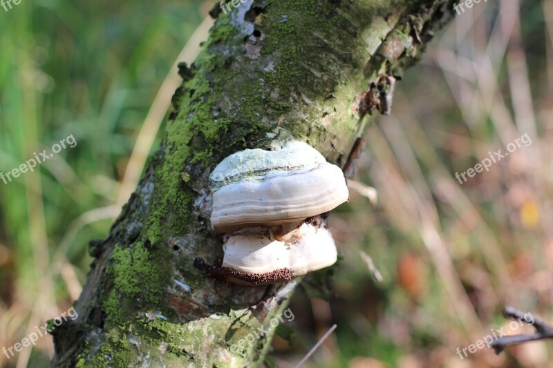 Tree Fungus Mushroom Log Mushrooms On Tree Baumschwamm