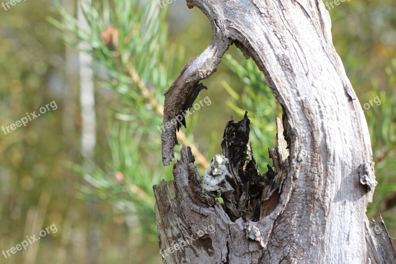 Log Tree Stump Dead Plant Wood Free Photos