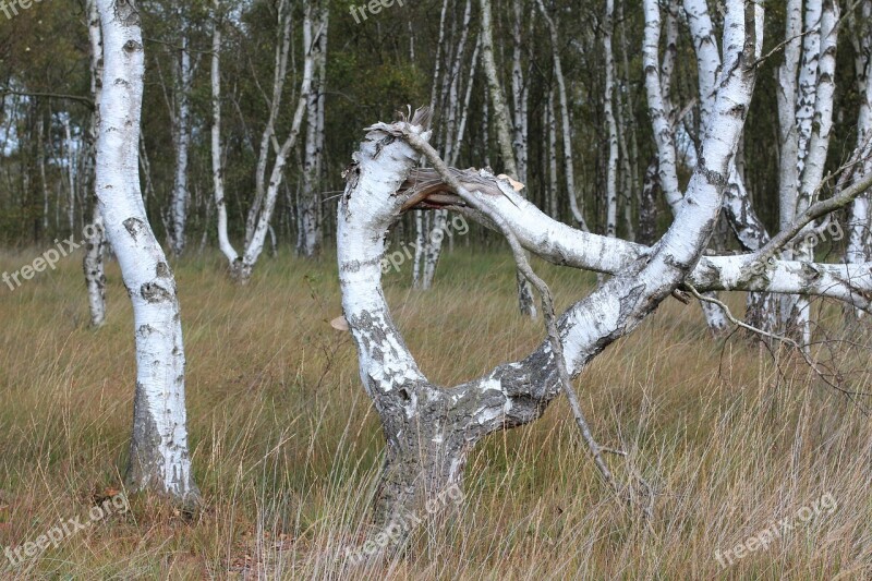 Alpha Tree Bent Nature Moor