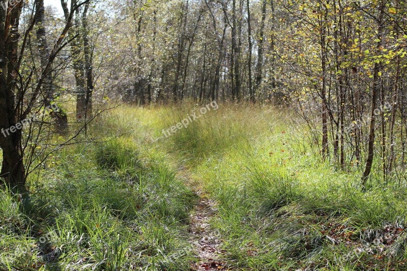 Forest Path Glade Forest Grass Nature