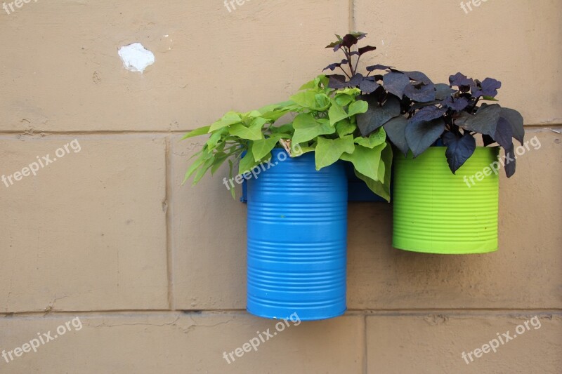 Flower Boxes Flowers Plant Blue Free Photos